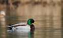 Mallard male - B